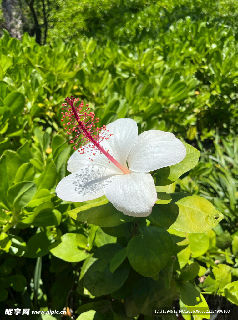 木槿花