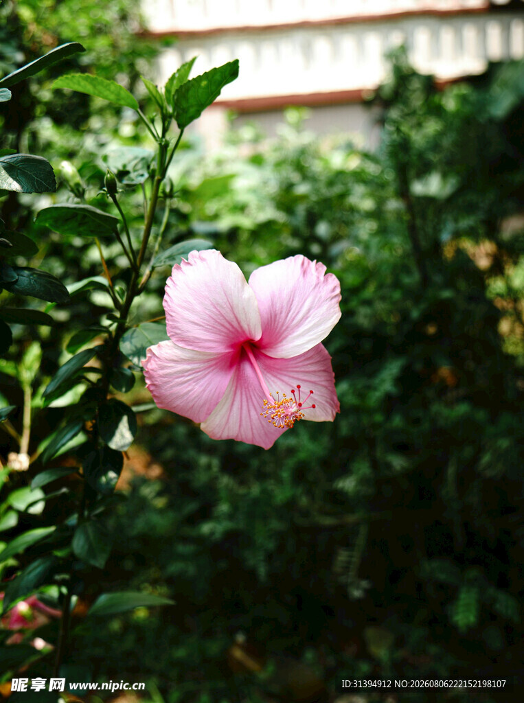 木槿花