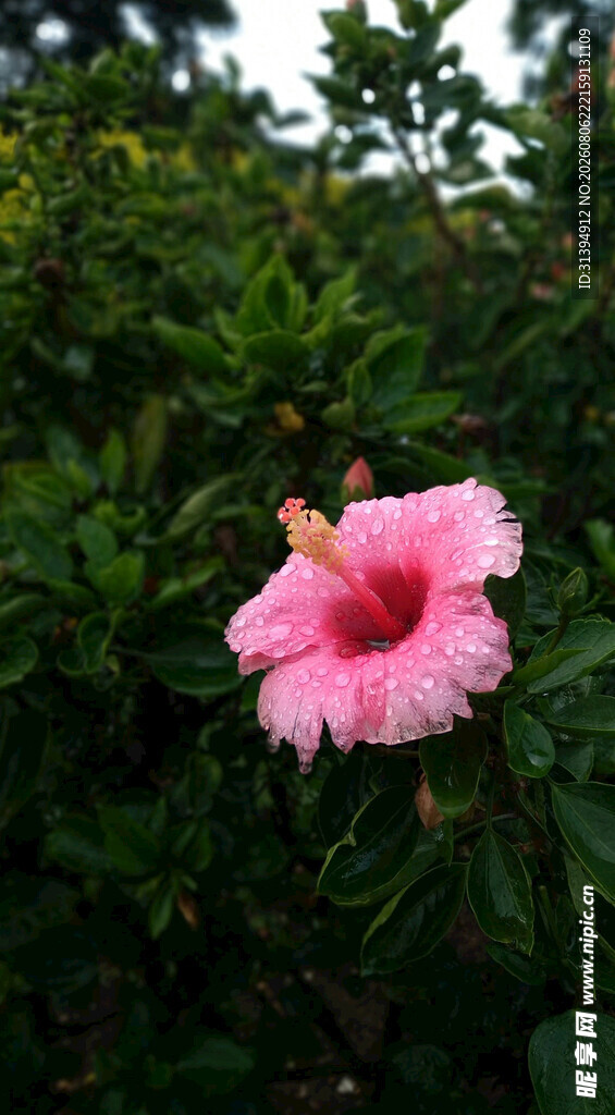 木槿花
