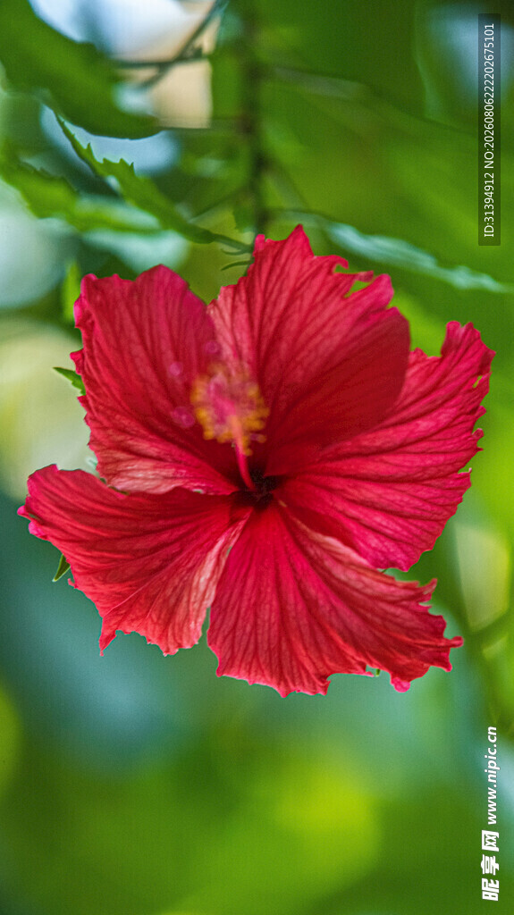 木槿花