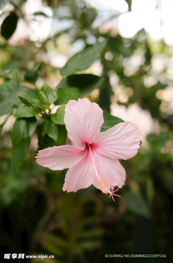 木槿花