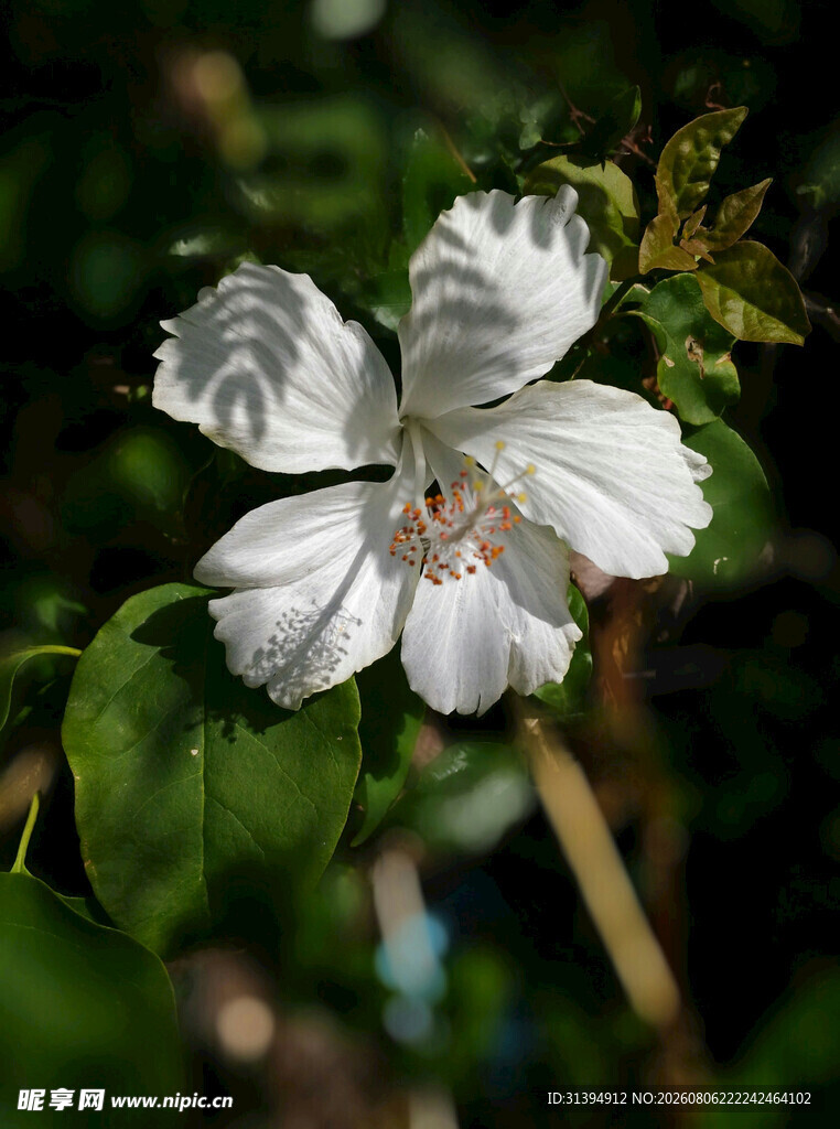 木槿花