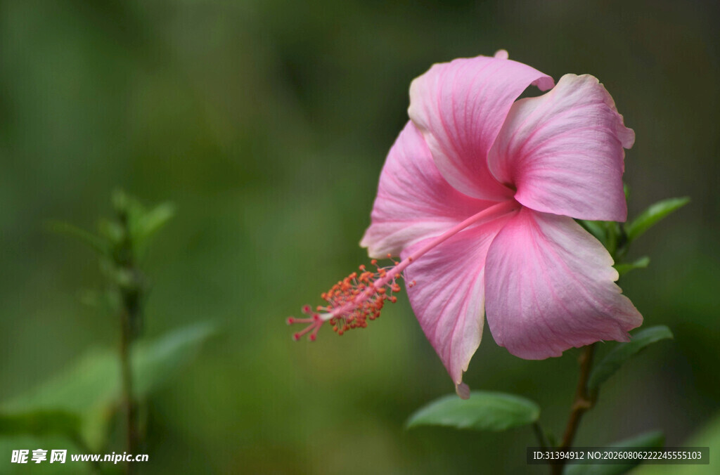木槿花