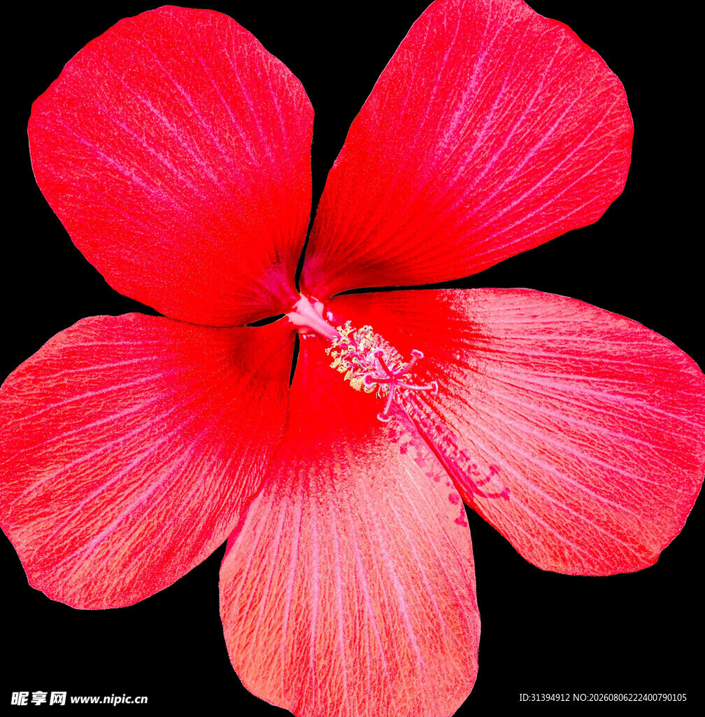 木槿花