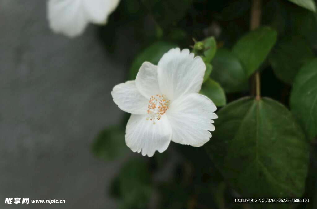 木槿花
