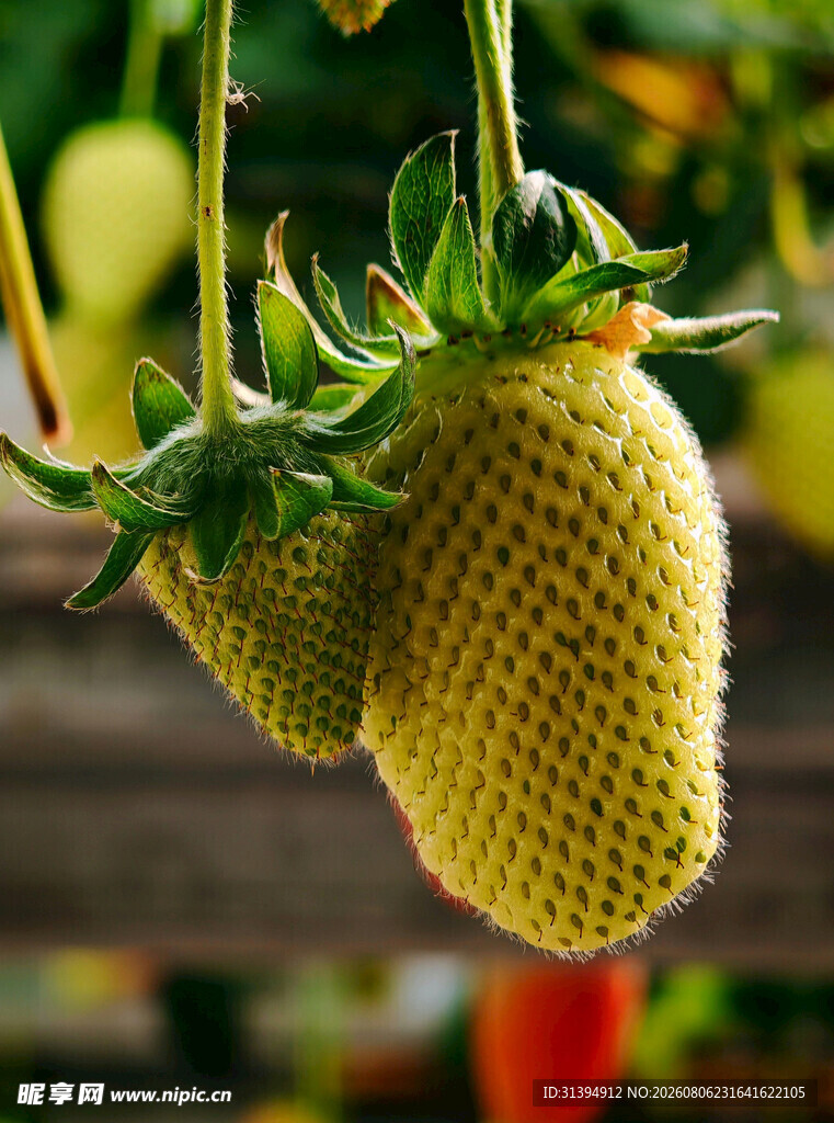 草莓