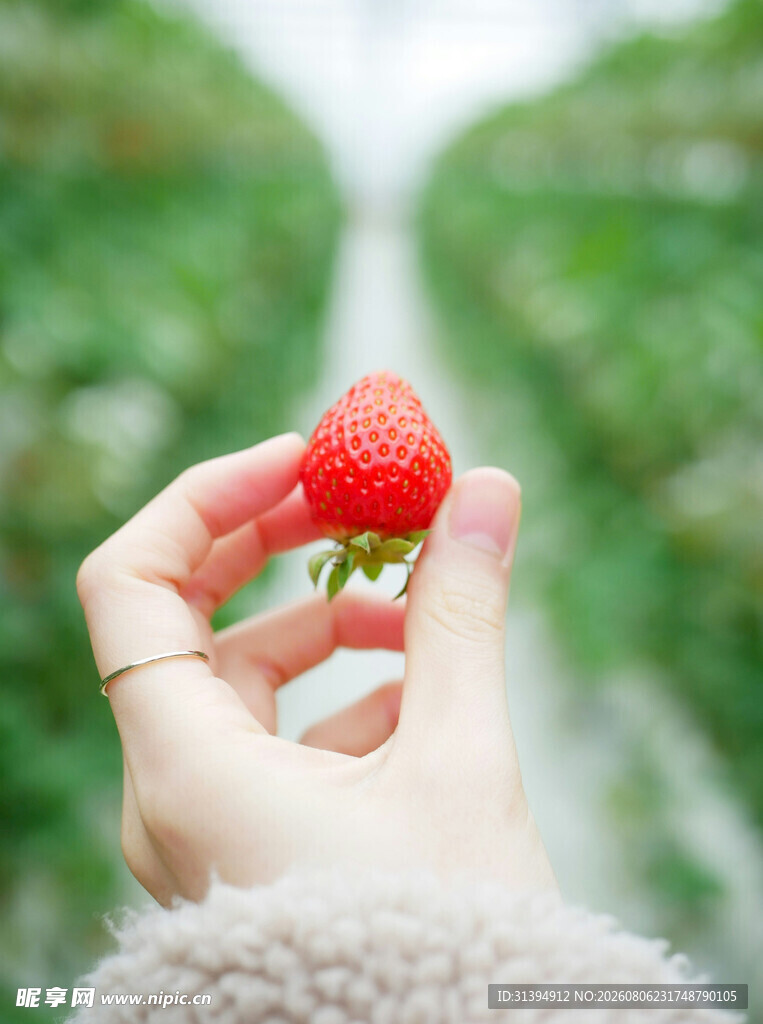 草莓