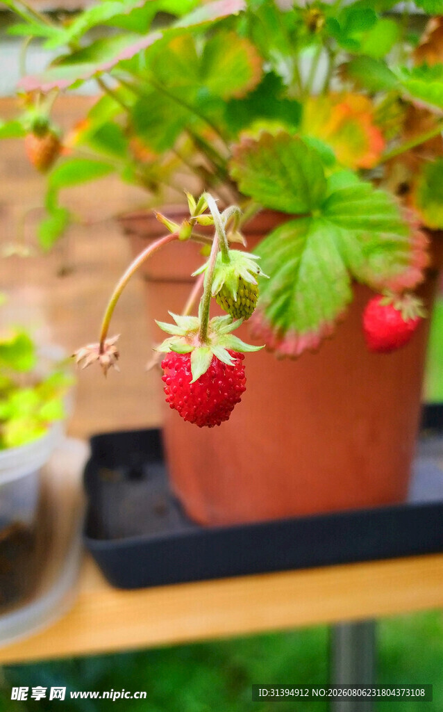 草莓