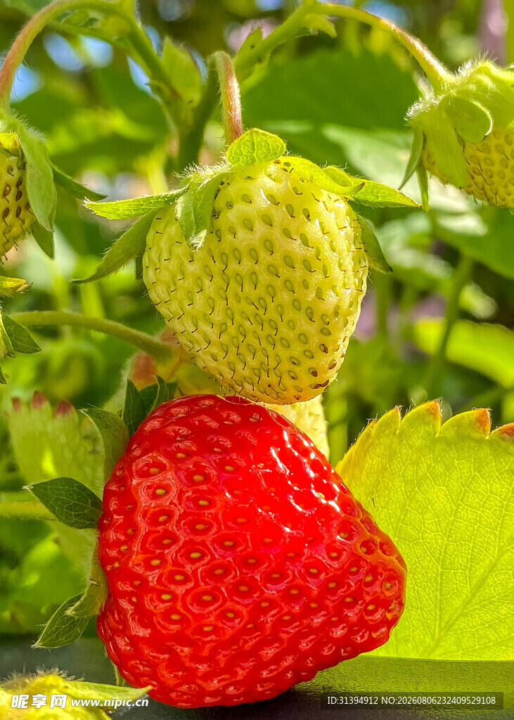 草莓