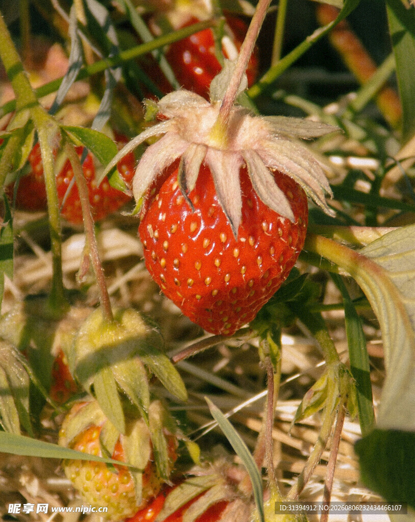 草莓