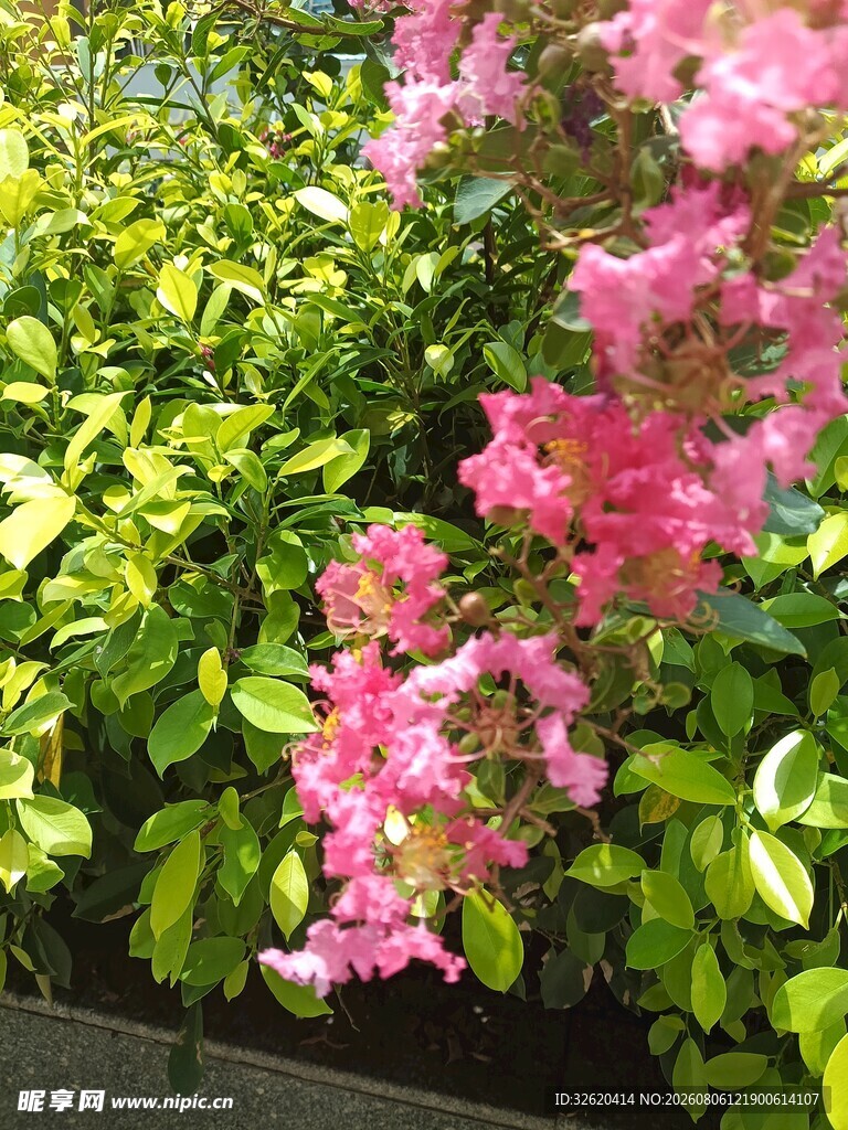紫薇花