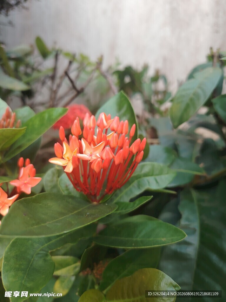 龙船花