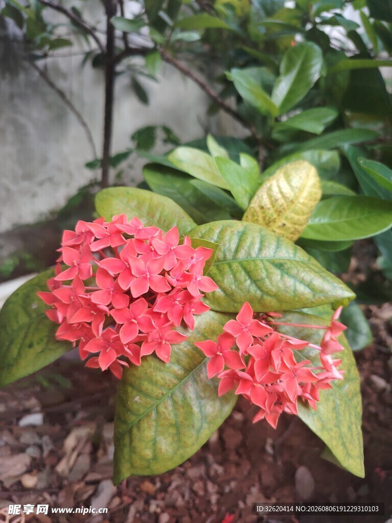 龙船花