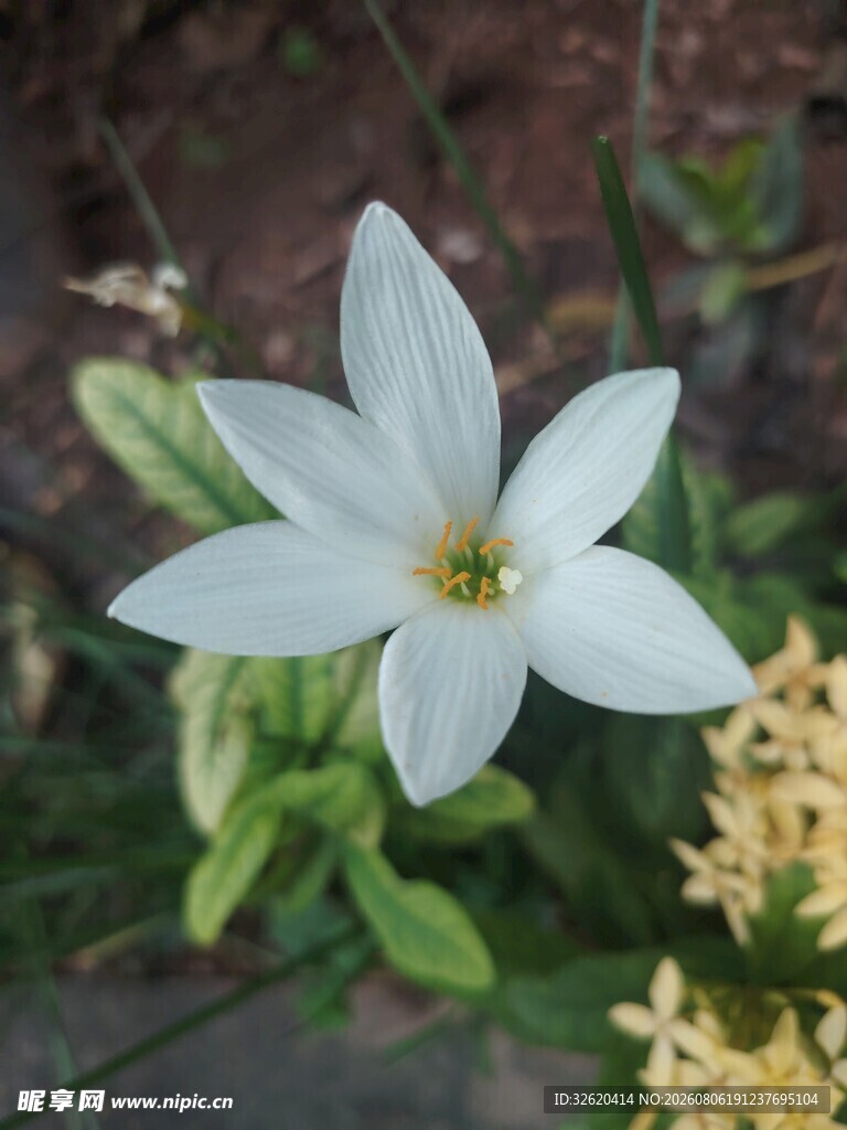 番红花