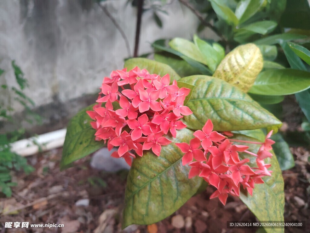 龙船花