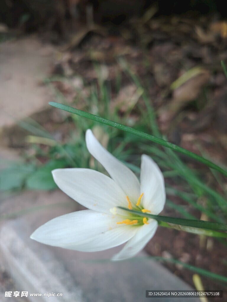 番红花
