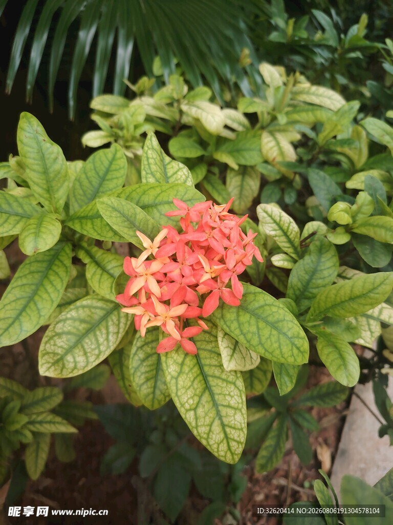 龙船花