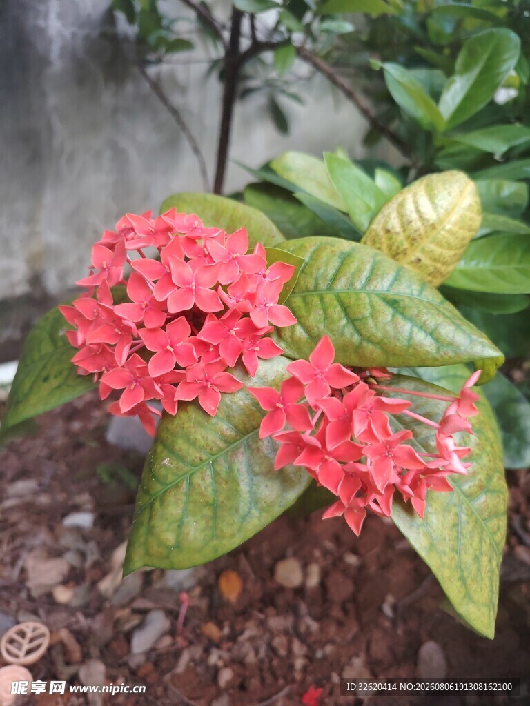 龙船花