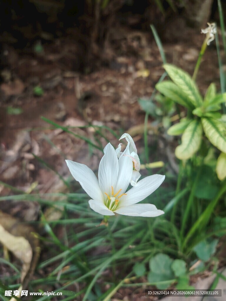 番红花