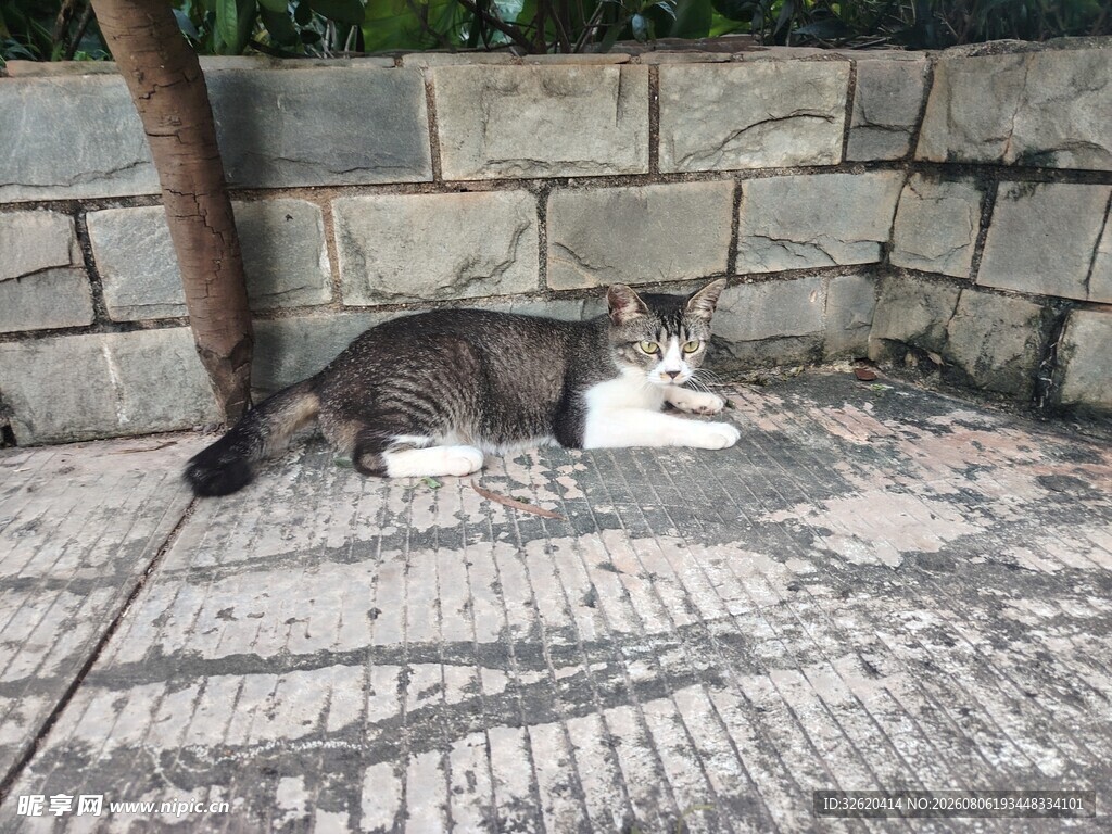 猫咪