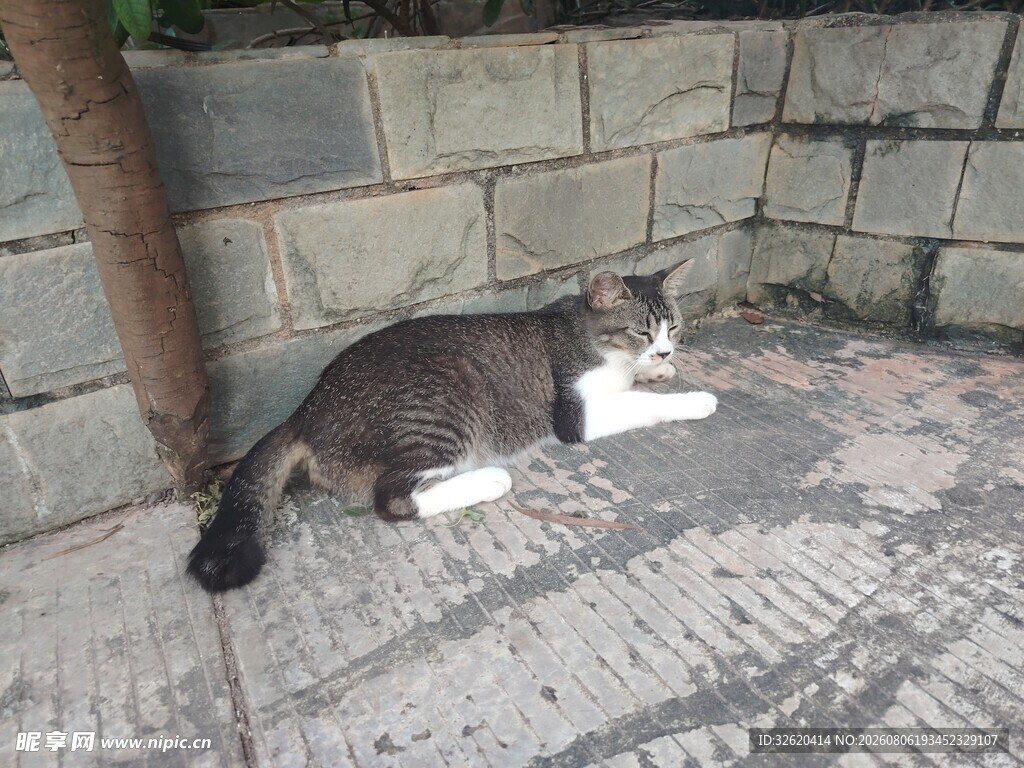 猫咪