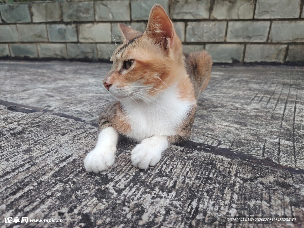 猫咪