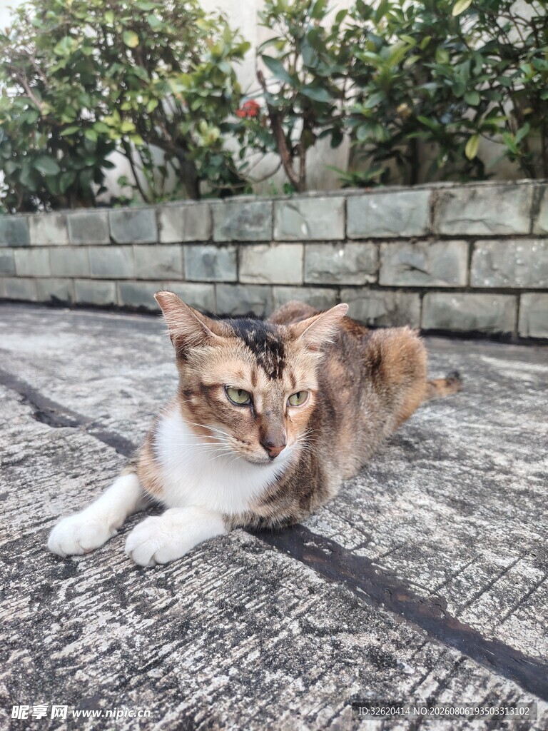 猫咪