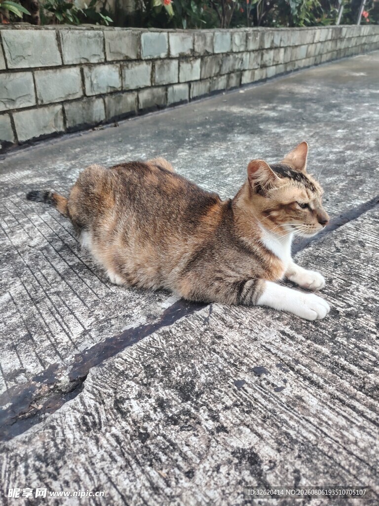猫咪