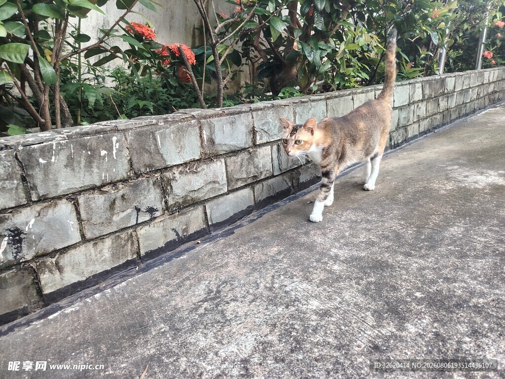 猫咪