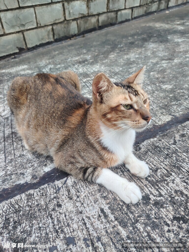 猫咪