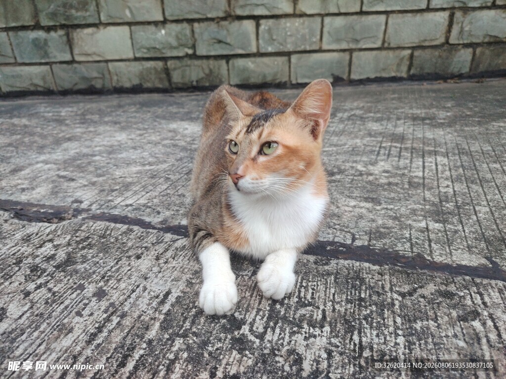 猫咪
