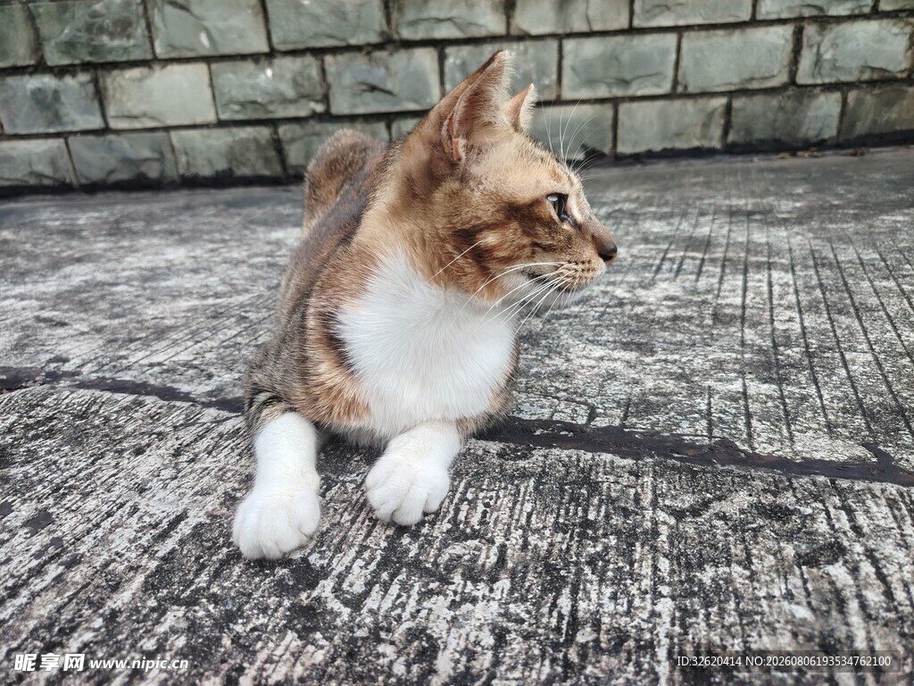 猫咪