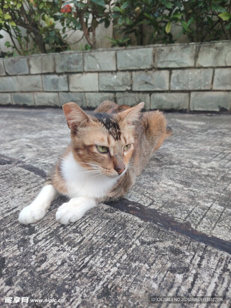 猫咪