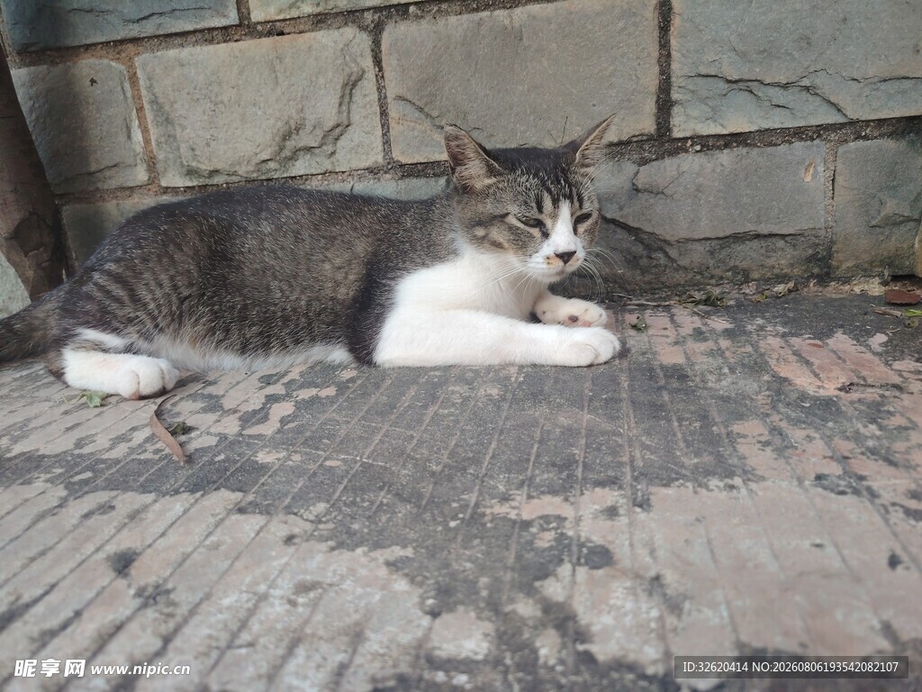 猫咪