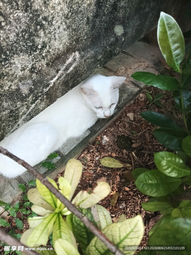 墙角的白色猫咪