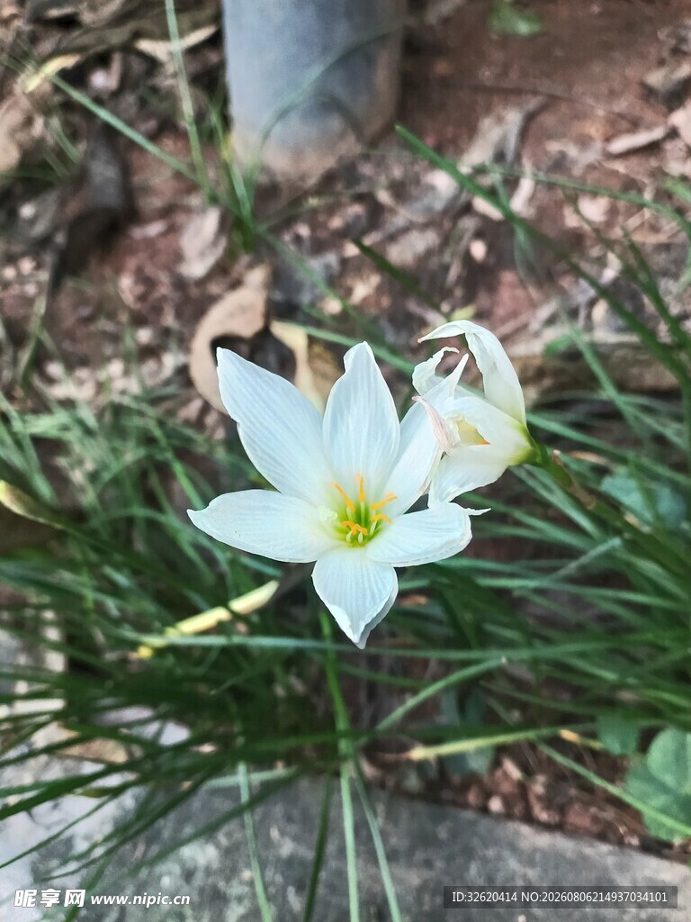 葱兰花
