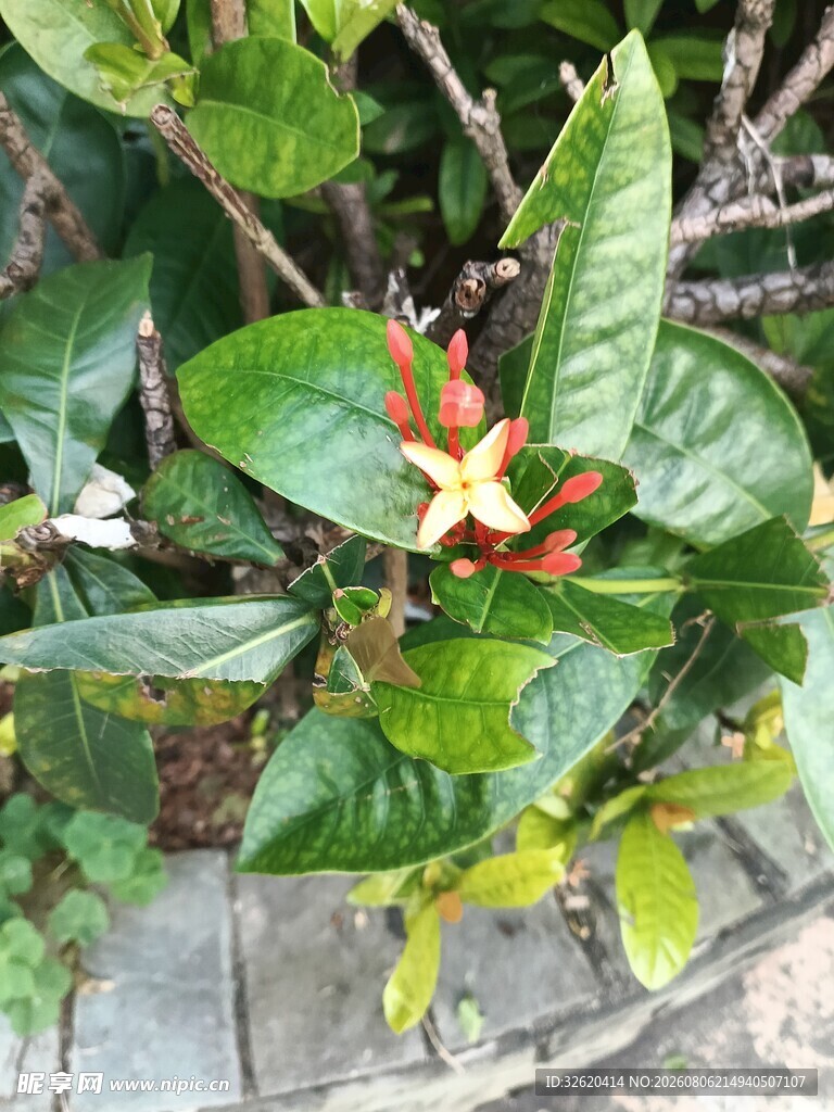龙船花