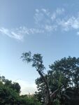 蓝天绿树风景图
