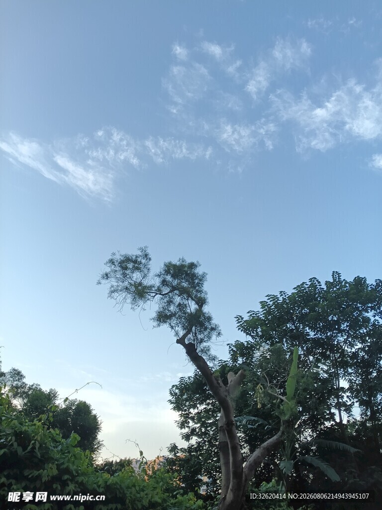 蓝天绿树风景图