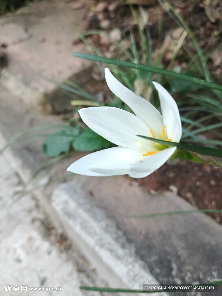 葱兰花