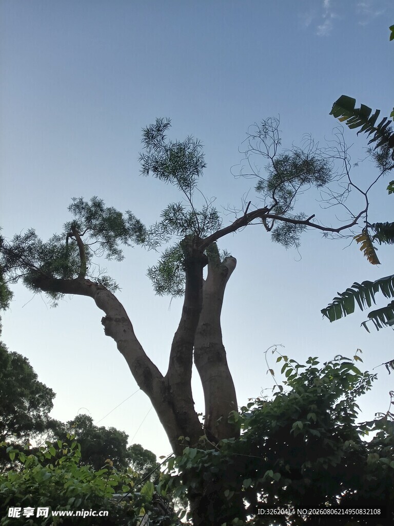 高大挺拔的双干树木