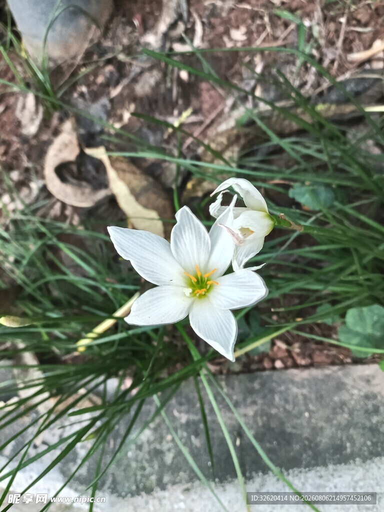 葱兰花