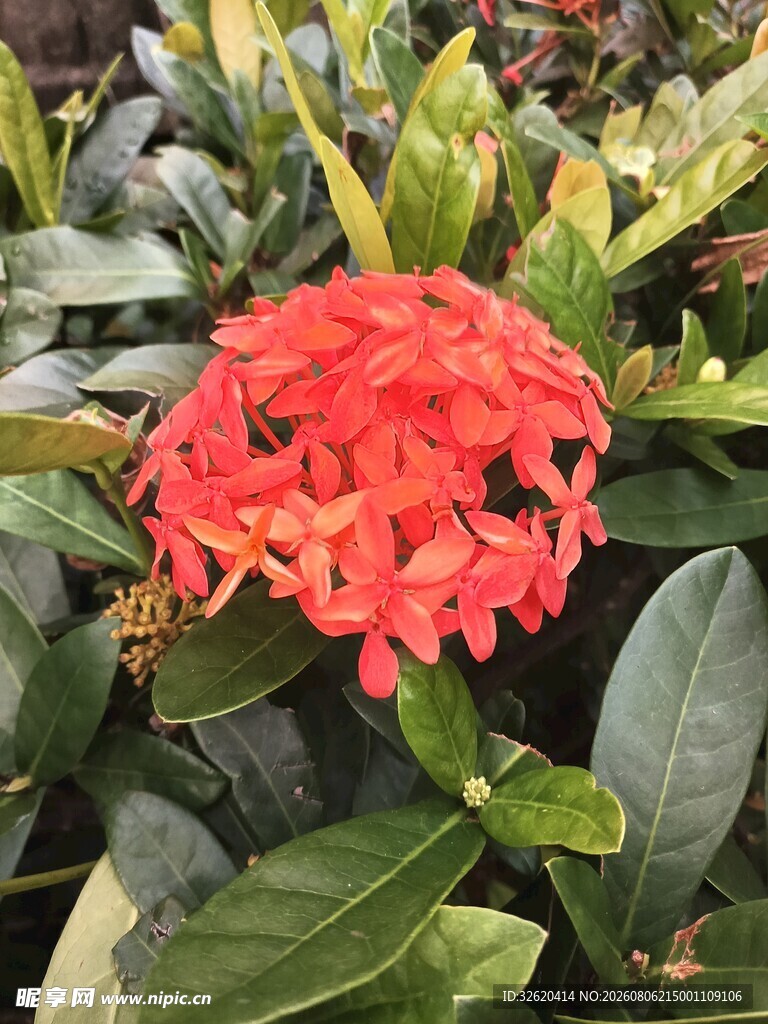 龙船花