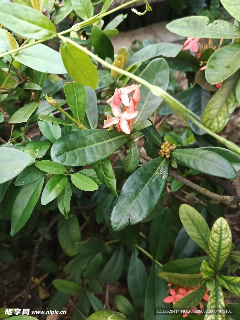龙船花