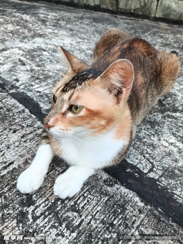 趴在石板上的三色猫咪