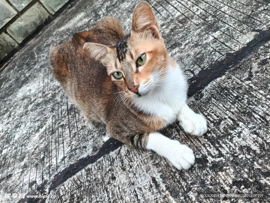 花色猫咪蹲坐地面