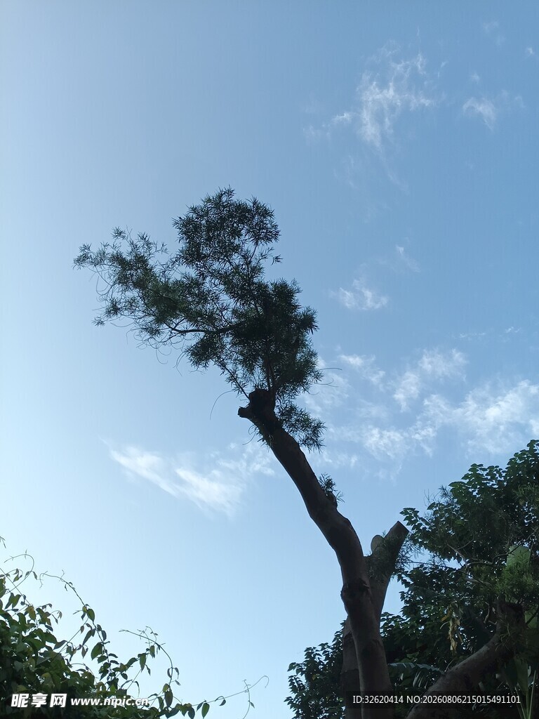 倾斜枯树立于蓝天之下
