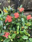 龙船花