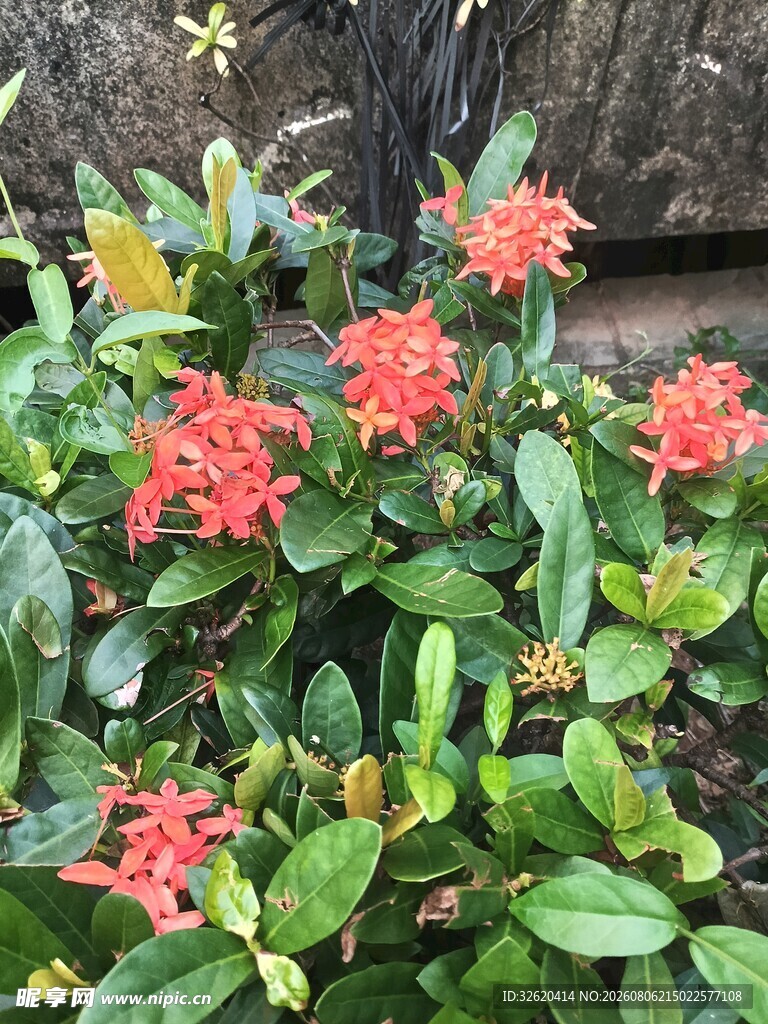 龙船花