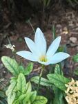 葱兰花